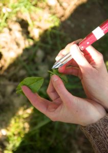 Plante sauvage : l'oseille