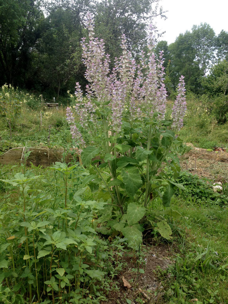 Sauge sclarée en fleurs